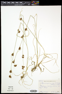 Rhynchospora capitellata image