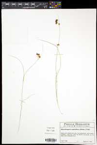 Rhynchospora capitellata image