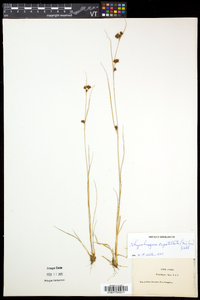 Rhynchospora capitellata image