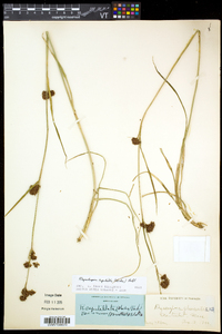 Rhynchospora capitellata image