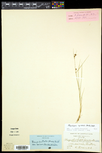 Rhynchospora capitellata image