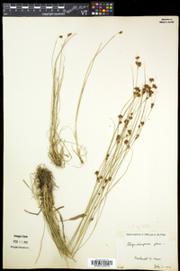 Rhynchospora capitellata image