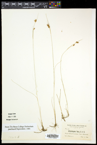 Rhynchospora fusca image