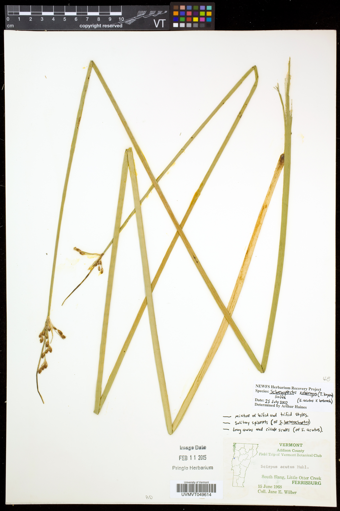 Schoenoplectus oblongus image