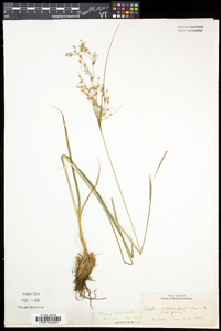 Scirpus atrocinctus image