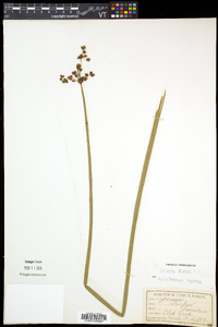 Schoenoplectus acutus var. acutus image