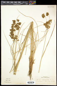 Scirpus atrocinctus image