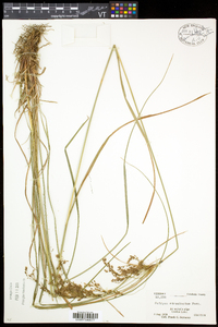 Scirpus atrocinctus image