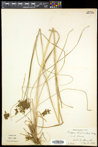 Scirpus atrocinctus image