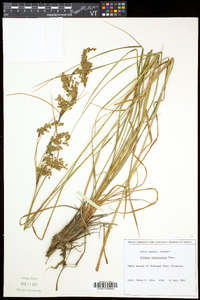 Scirpus atrocinctus image