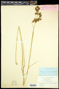 Scirpus atrocinctus image