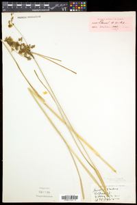 Scirpus atrocinctus image