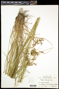 Scirpus atrocinctus image