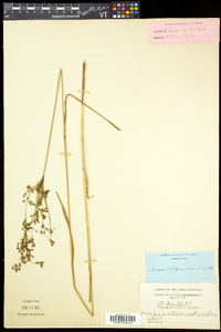 Scirpus atrocinctus image