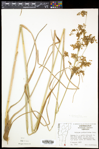 Scirpus atrocinctus image