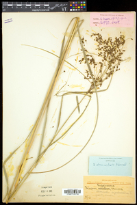 Scirpus atrocinctus image