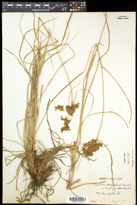 Scirpus atrocinctus image