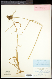 Scirpus atrocinctus image