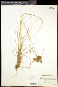 Scirpus atrocinctus image