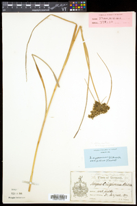 Scirpus atrocinctus image