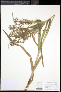 Scirpus expansus image