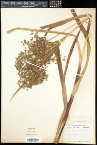 Scirpus expansus image