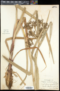 Scirpus expansus image