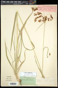 Scirpus pendulus image