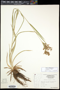 Scirpus pendulus image