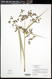 Scirpus microcarpus image