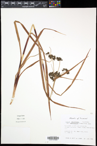 Scirpus microcarpus image