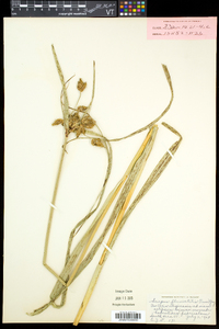 Bolboschoenus fluviatilis image