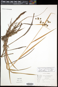 Scirpus hattorianus image