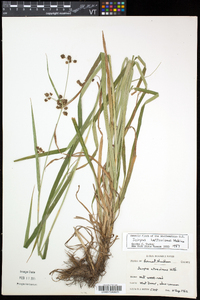 Scirpus hattorianus image