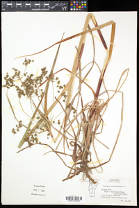 Scirpus microcarpus image