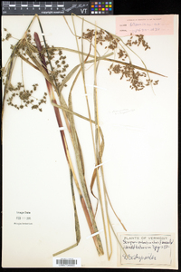 Scirpus microcarpus image