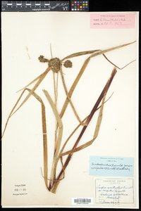 Scirpus microcarpus image