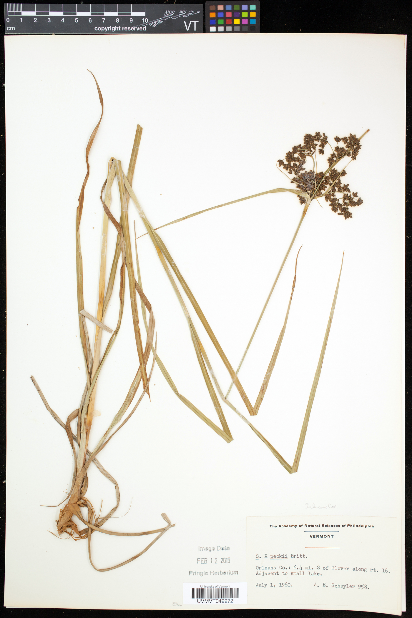 Scirpus peckii image