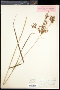 Scirpus peckii image