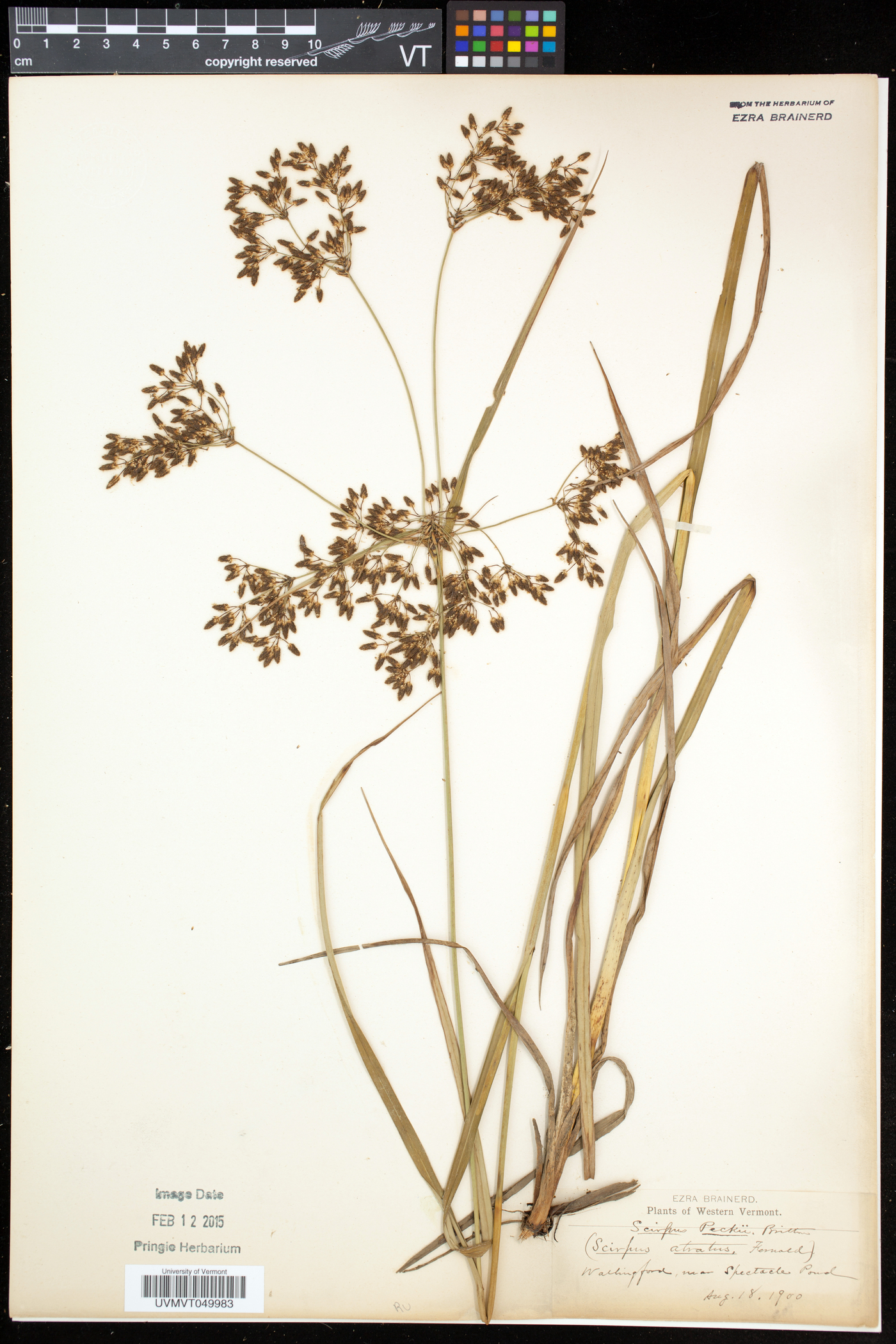 Scirpus peckii image