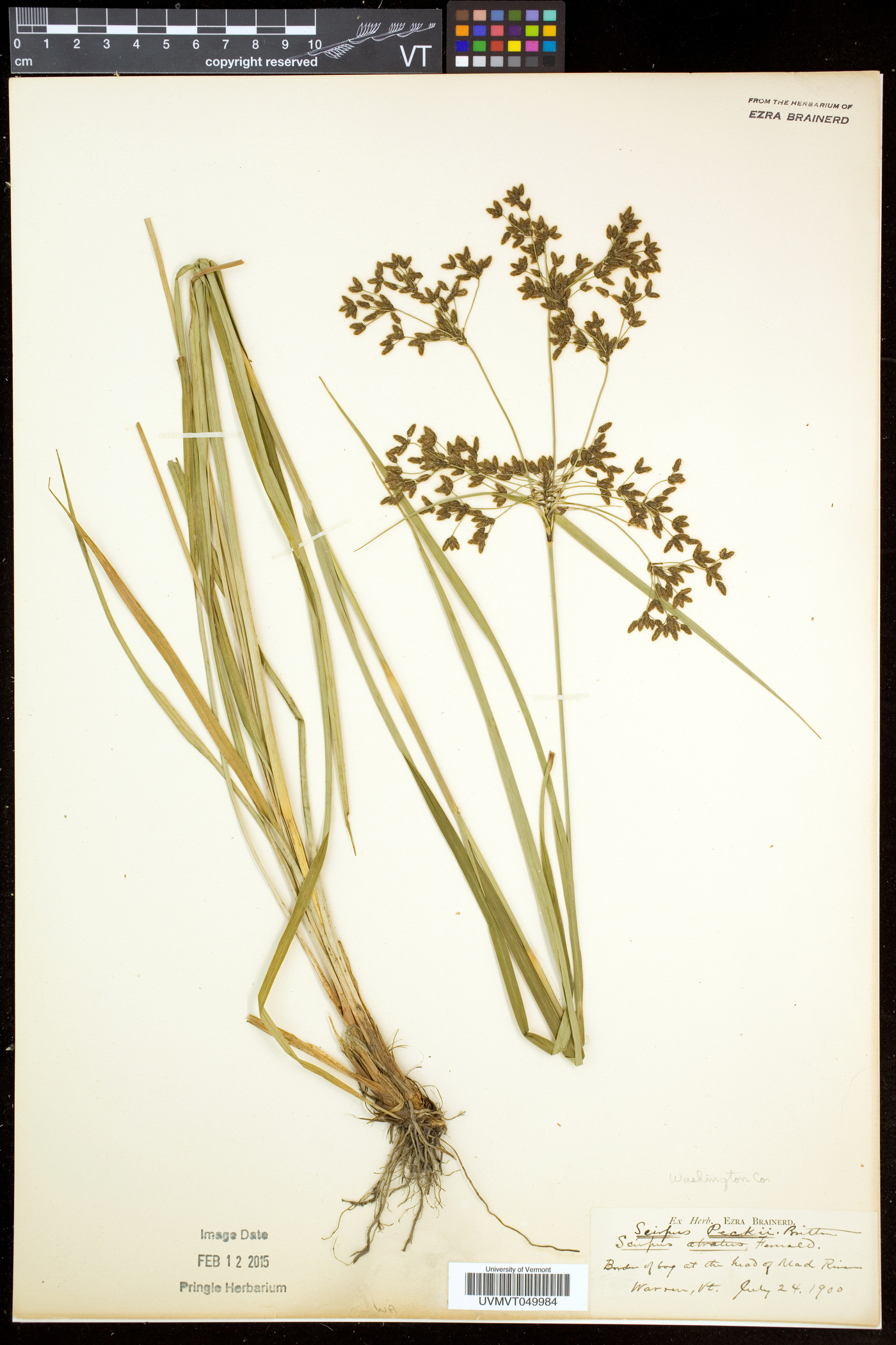 Scirpus peckii image