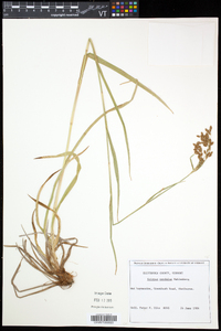 Scirpus pendulus image