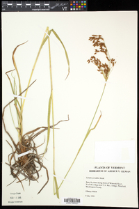 Scirpus pendulus image