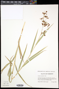 Scirpus polyphyllus image