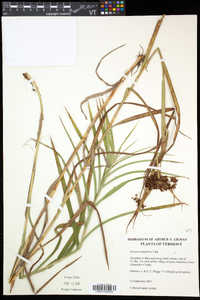 Scirpus polyphyllus image