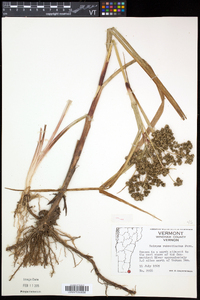 Scirpus microcarpus image