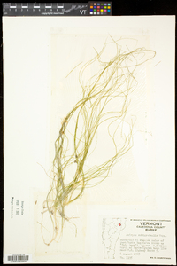 Schoenoplectus subterminalis image