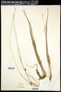 Schoenoplectus subterminalis image