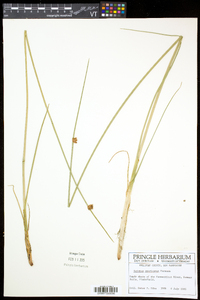 Schoenoplectus americanus image