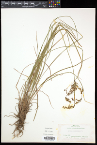 Scirpus atrocinctus image